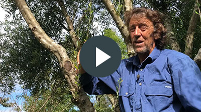 Geoff Lawton Permaculture design certificate course video message 2019 Greening The Desert Project PDC Geoff Lawton Permaculture design certificate course video message 2019 Greening The Desert Project PDC